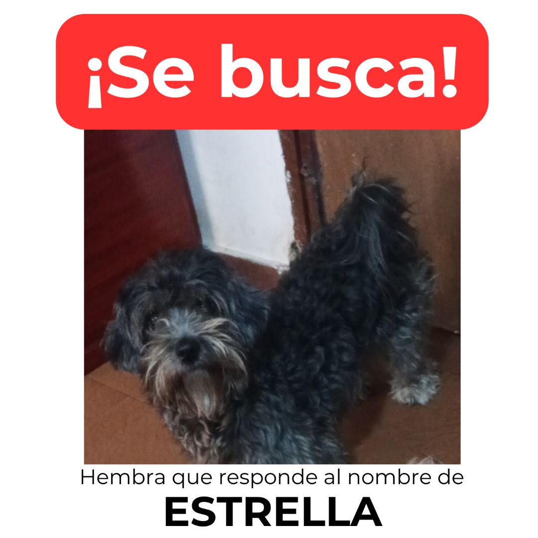 Perro Estrella