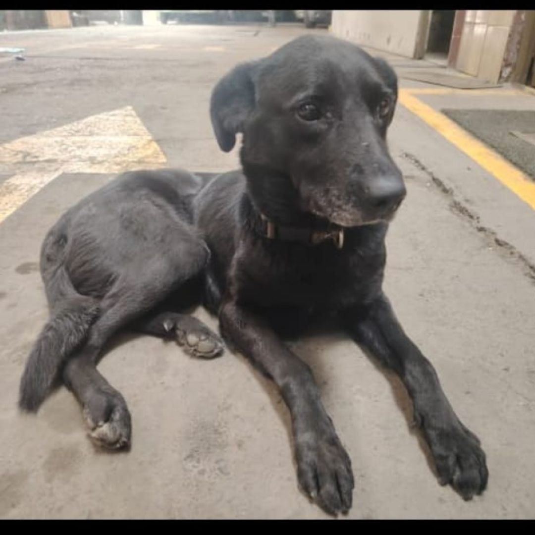 Perro Azabache