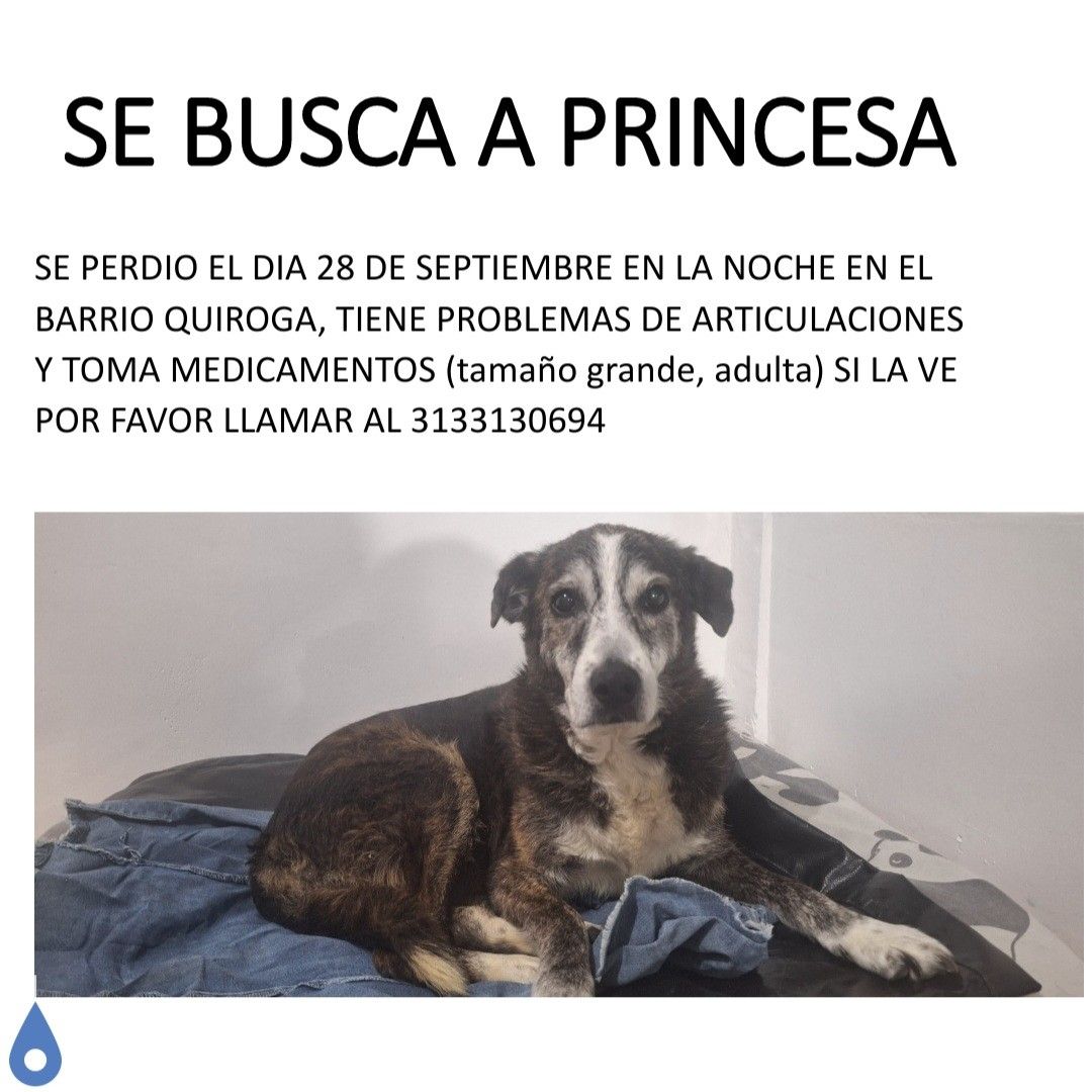 Perro Princesa