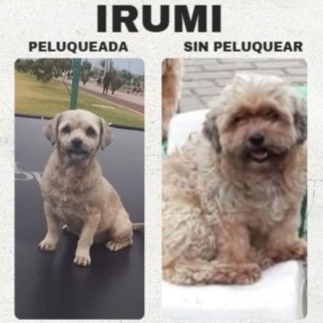 Perro Irumi