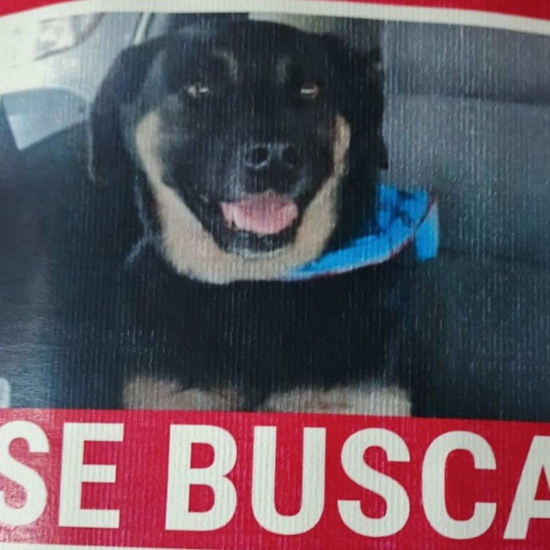 Perro Shali