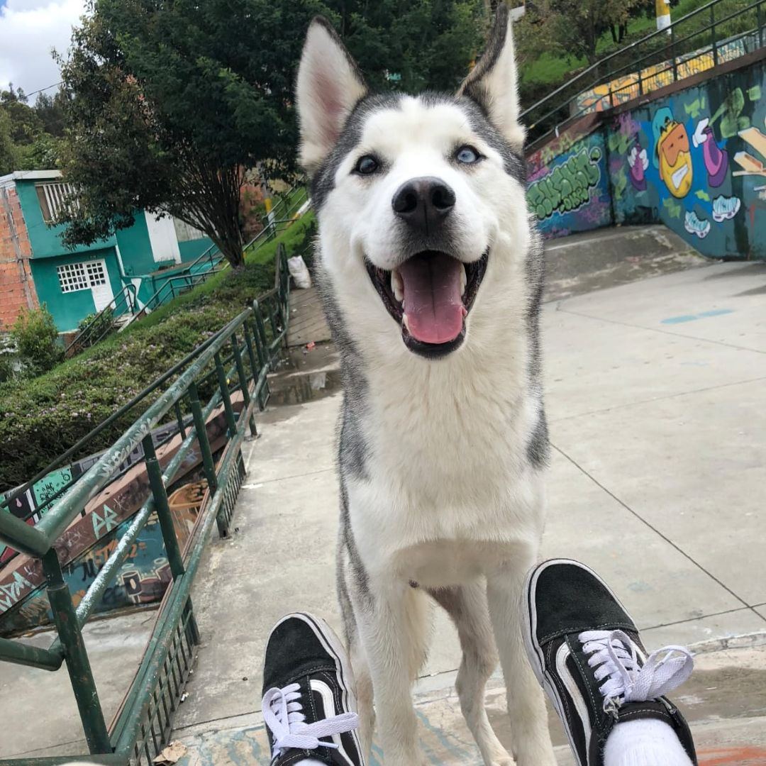 Perro Ares