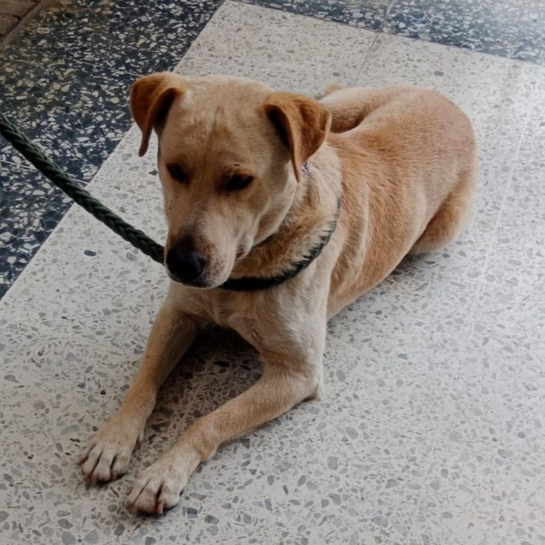 Perro N.N.