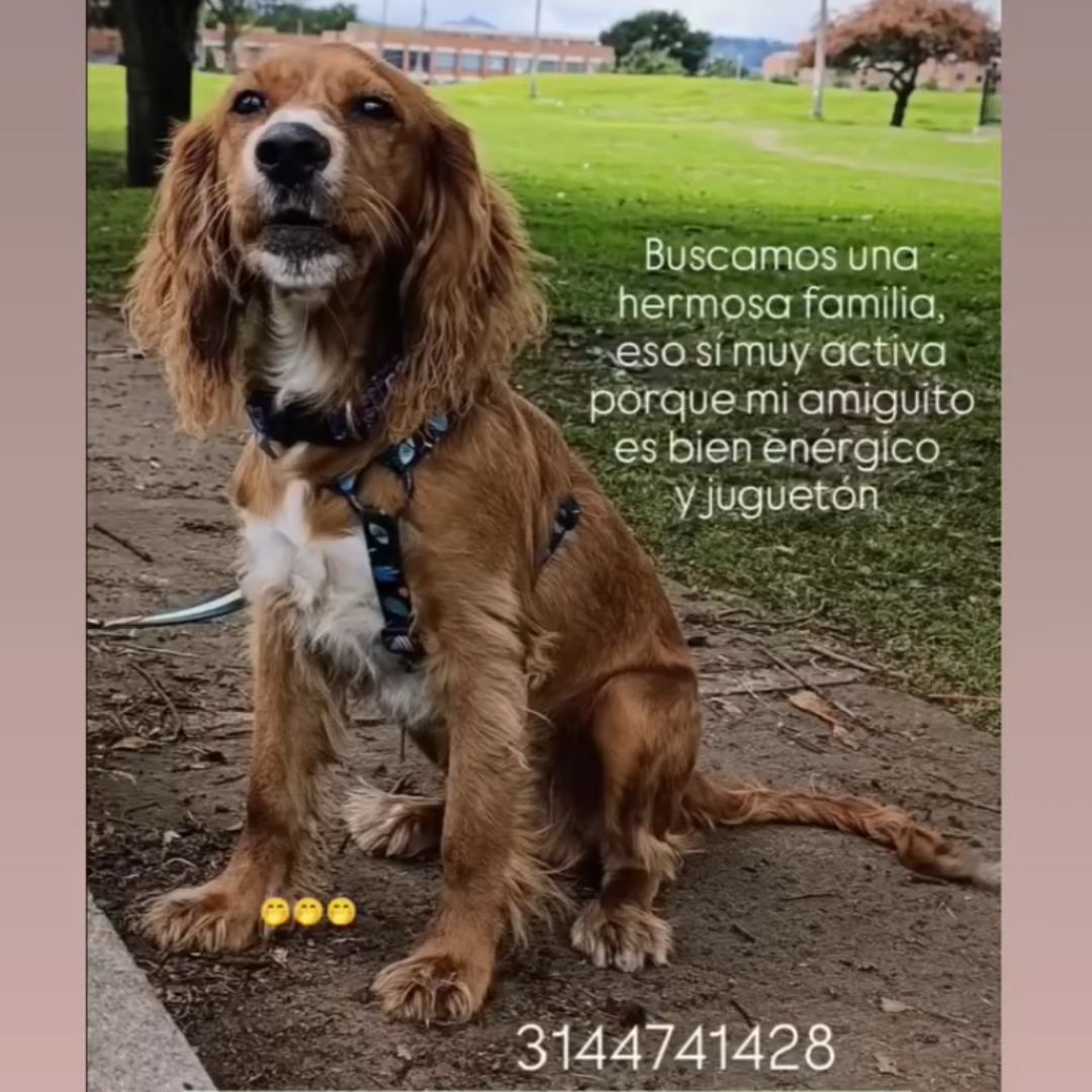 Perro Amaretto