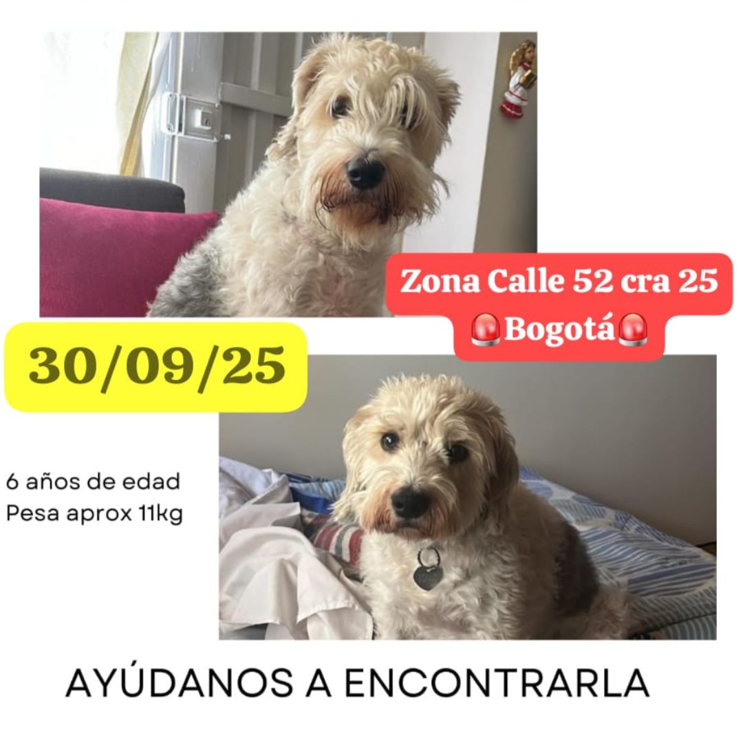 Perro Balú