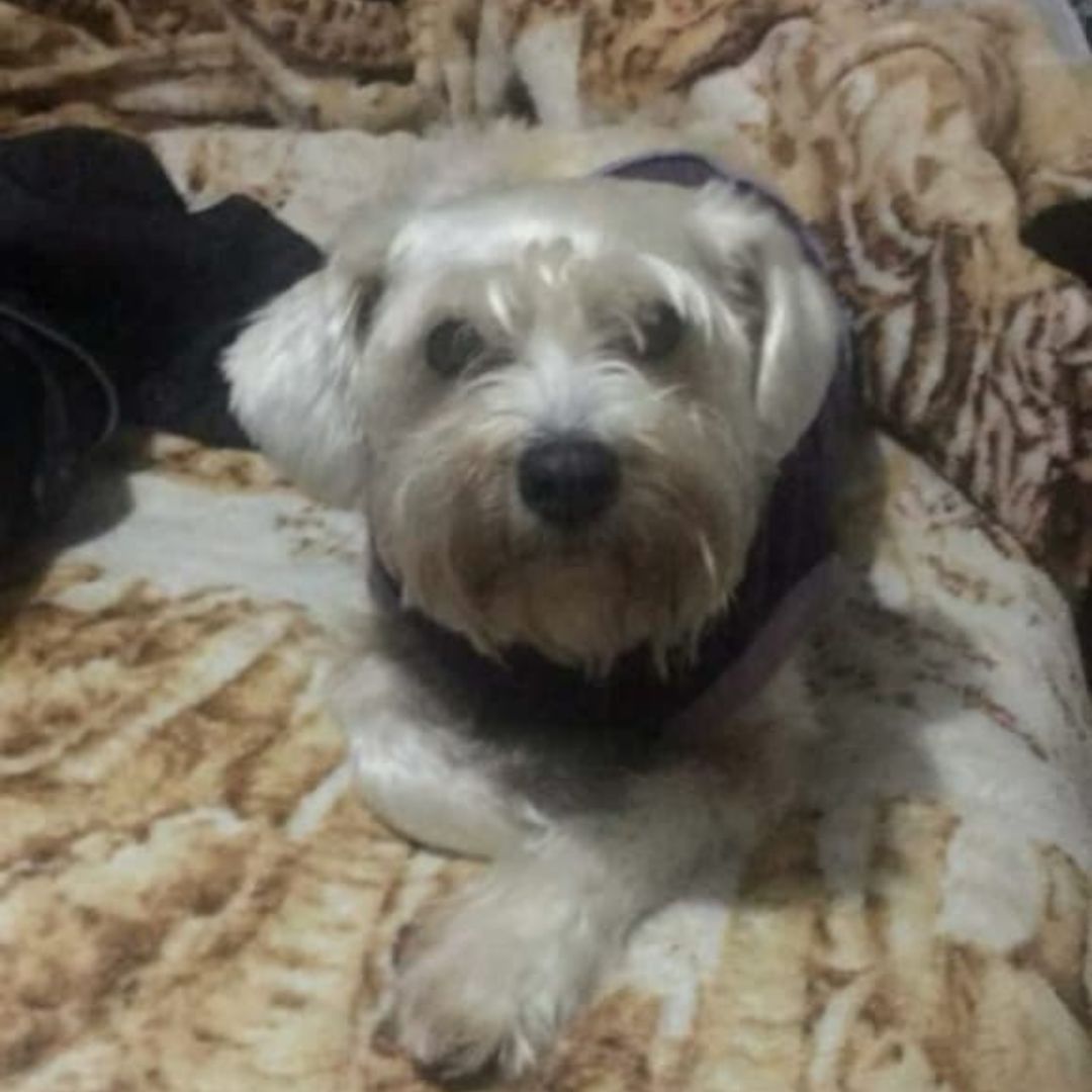 Perro Kachis