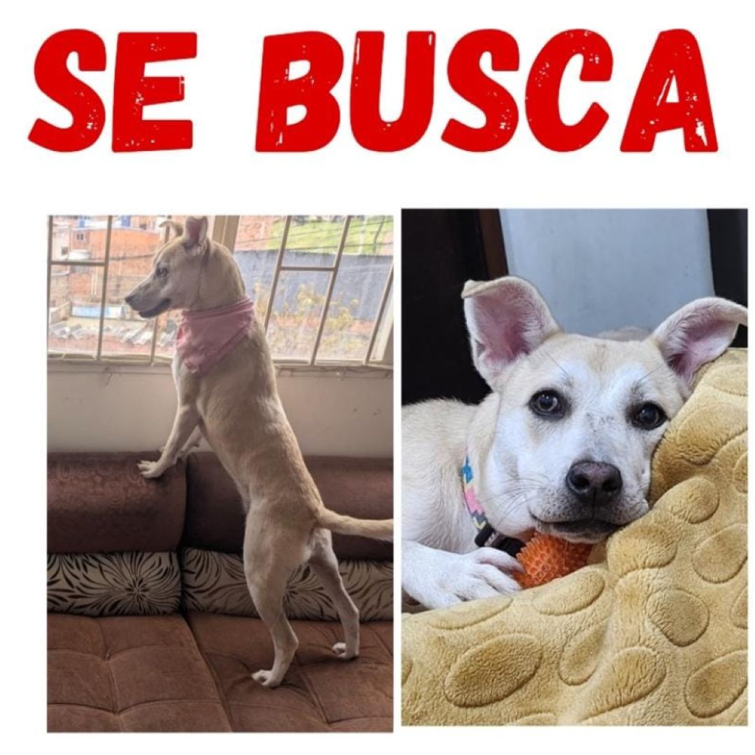 Perro Maggie