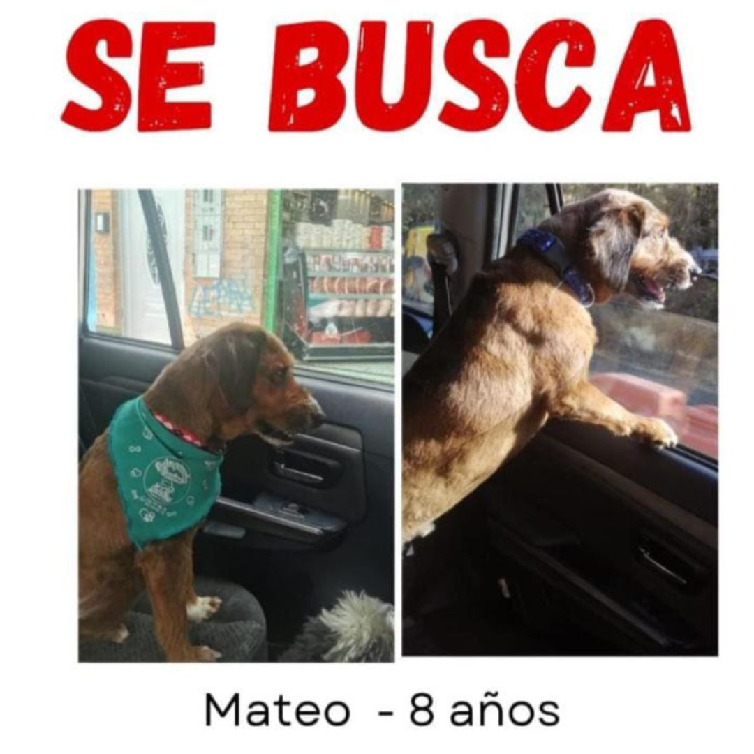 Perro Mateo
