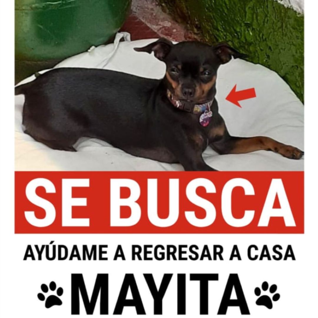 Perro Mayita