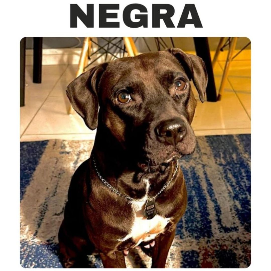 Perro Negra