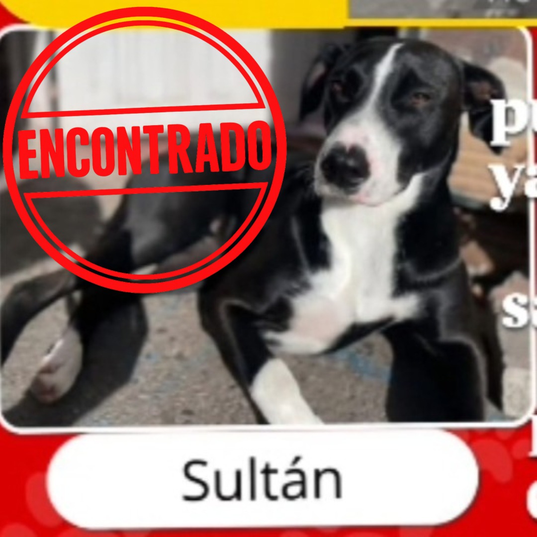 Perro Sultán