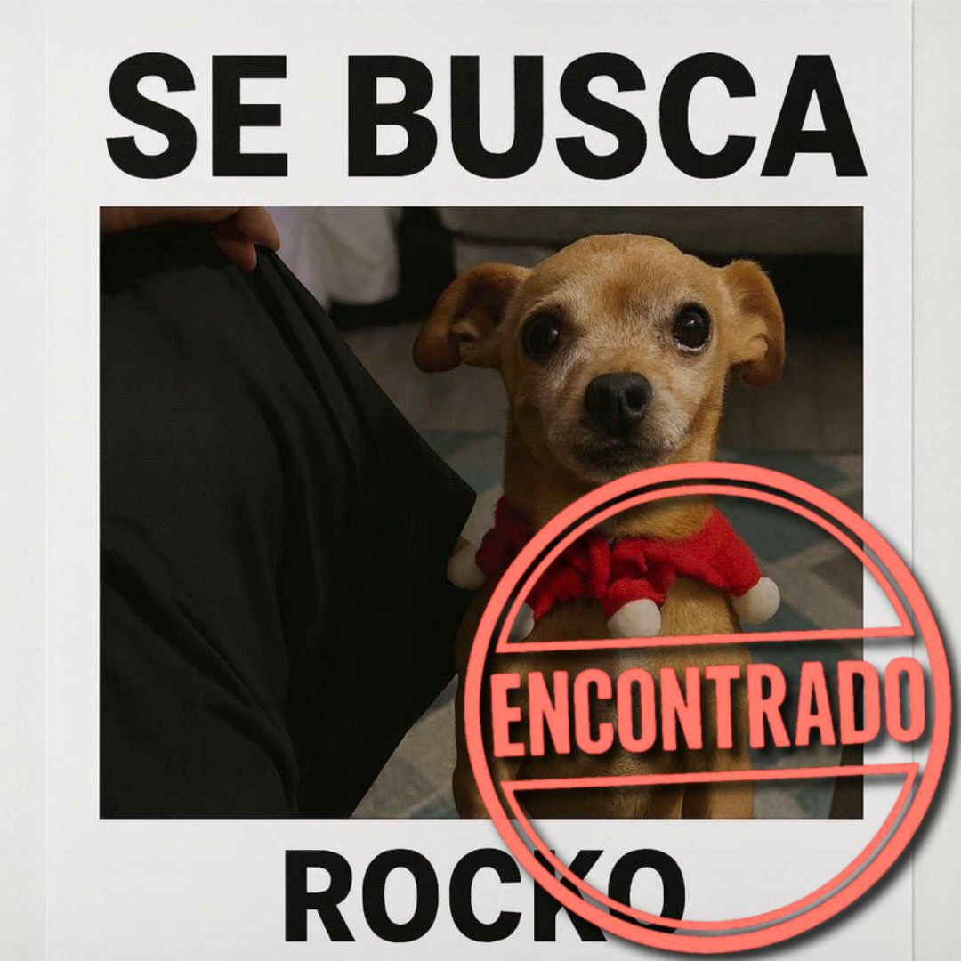 Perro Rocko