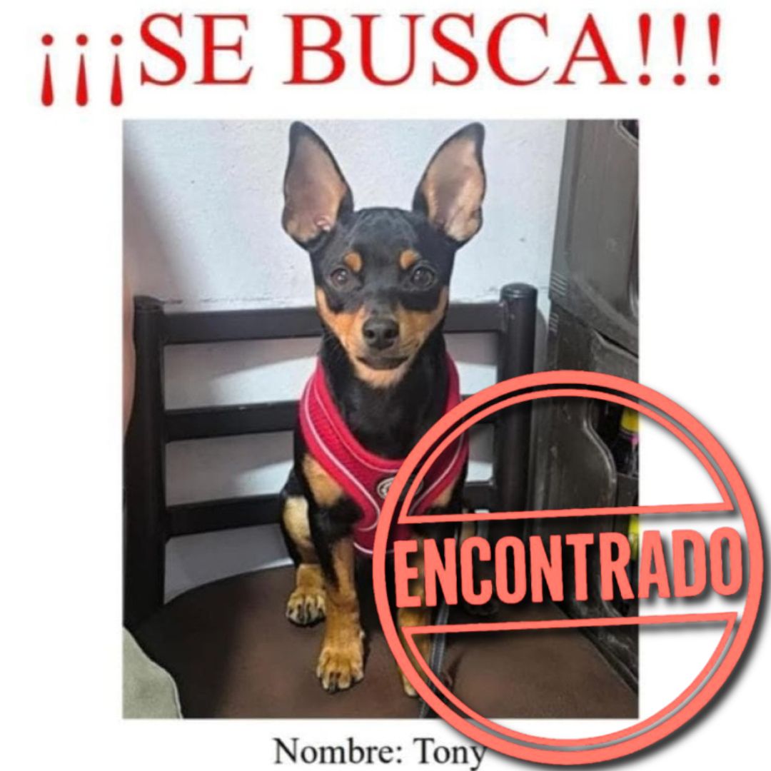 Perro Tony