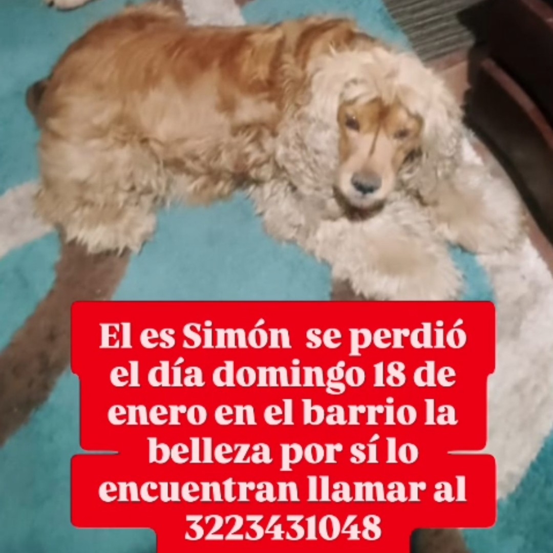Perro Simón