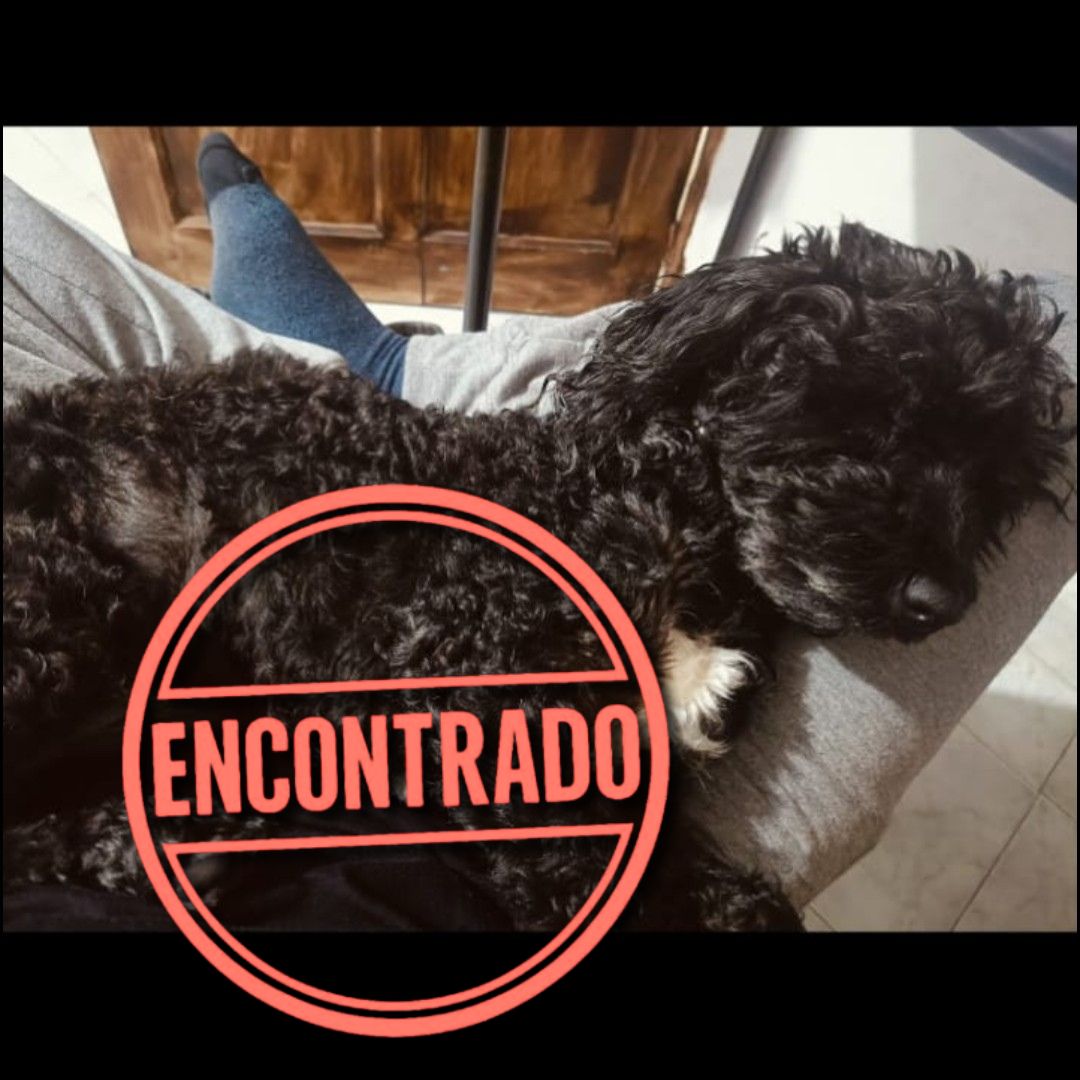 Perro Peludito