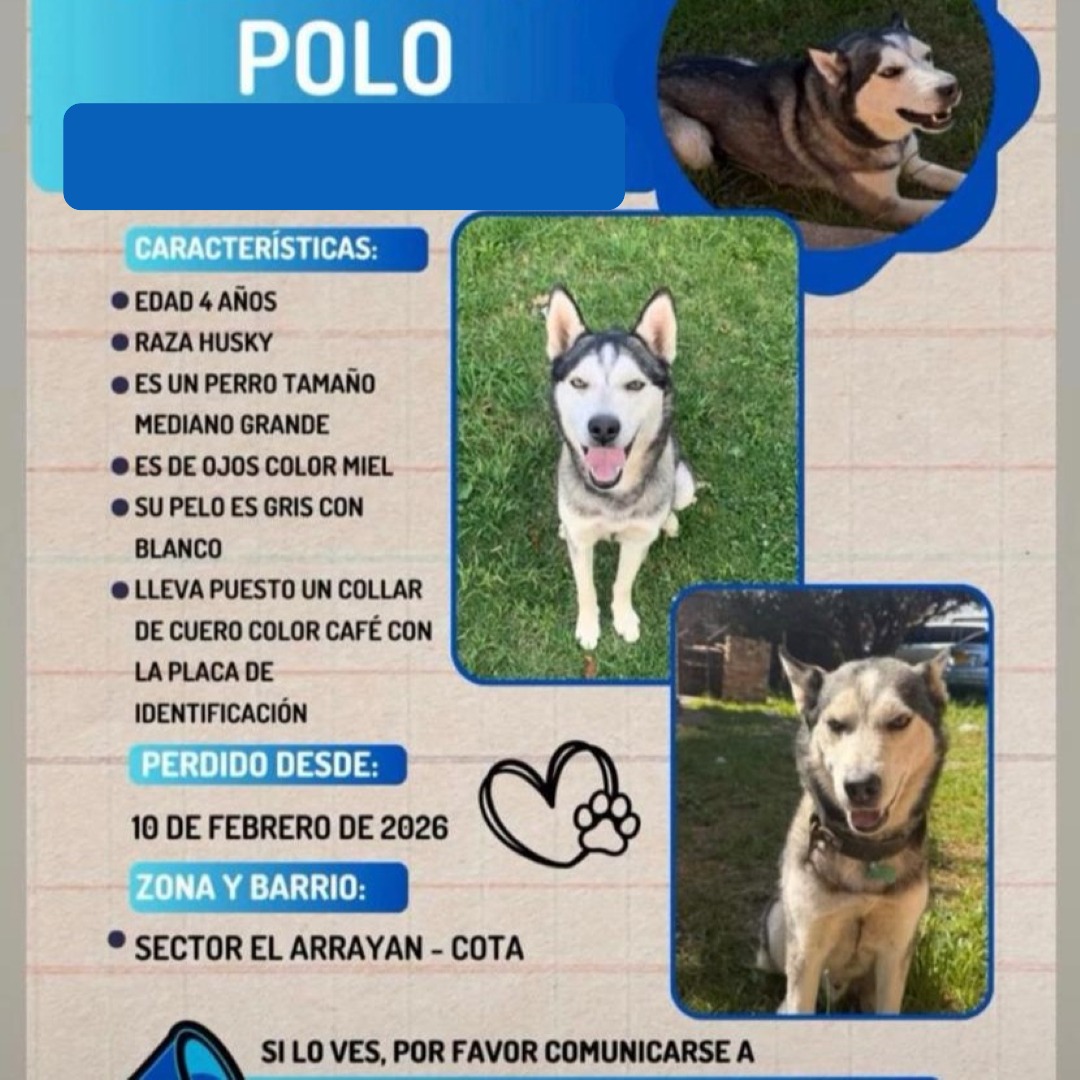 Perro Polo