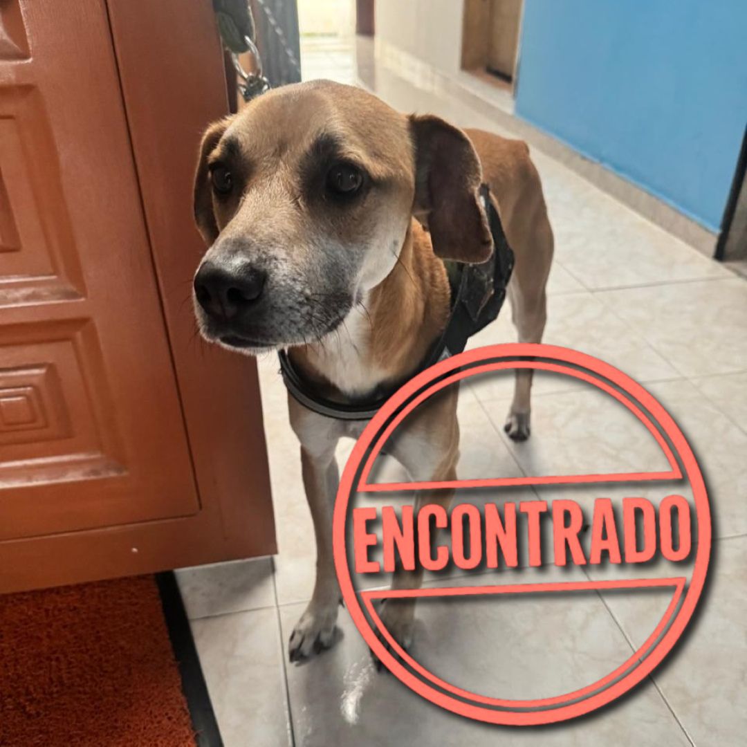 Perro Kamo