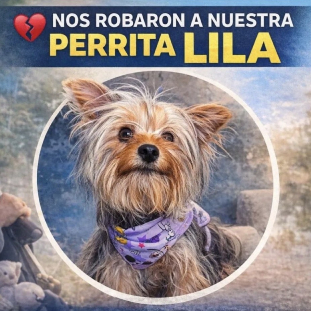 Perro Lila