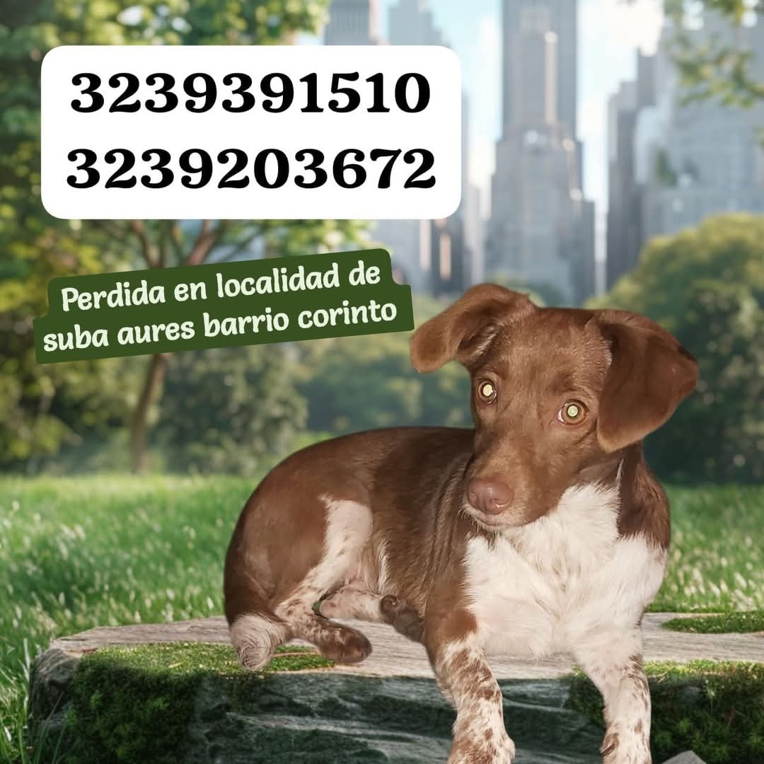Perro Kiara