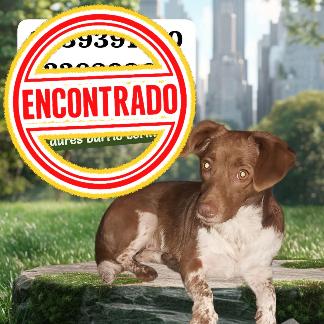 Perro Kiara