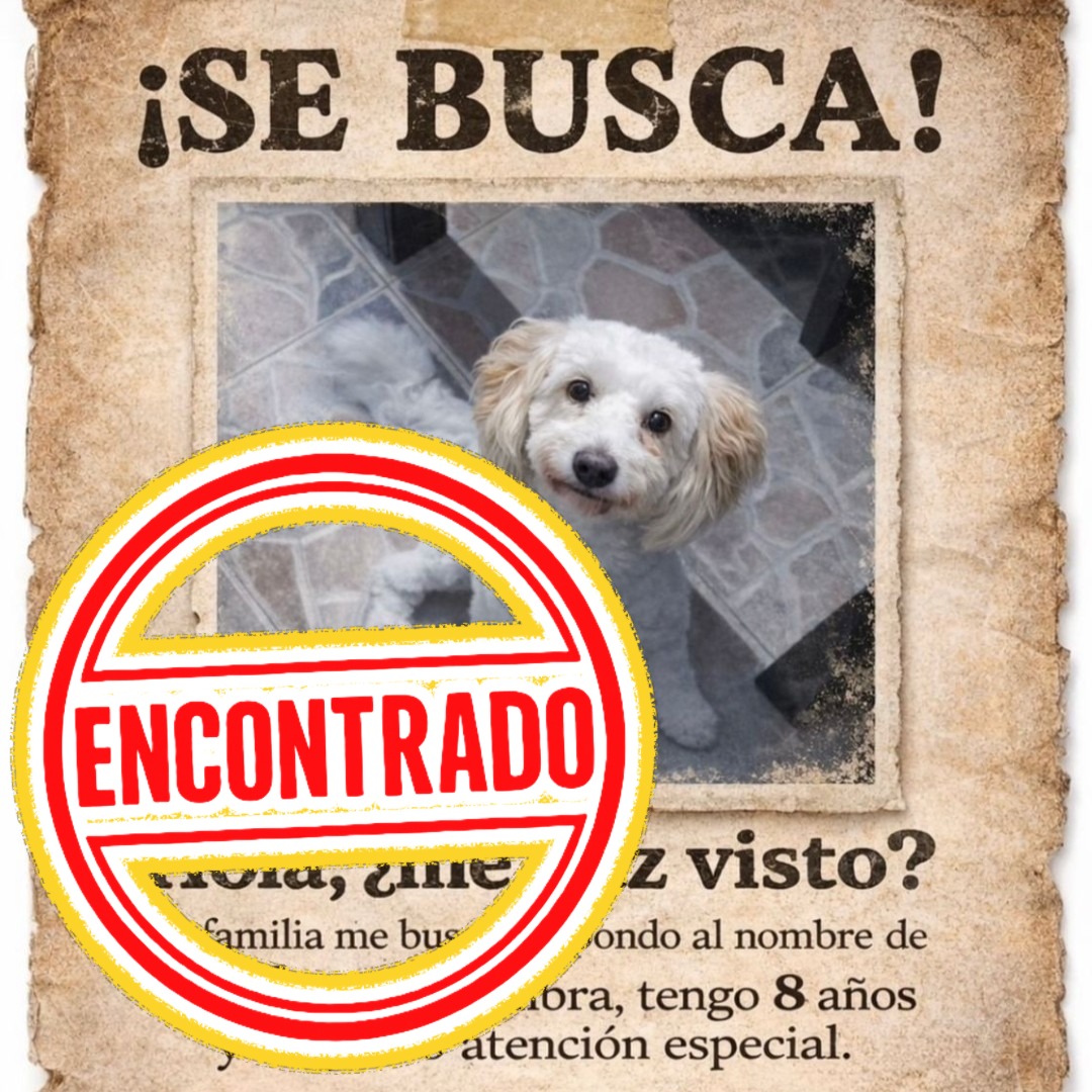 Perro Balu