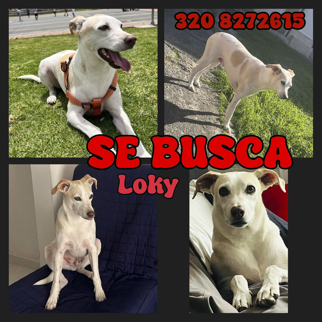 Perro Loky