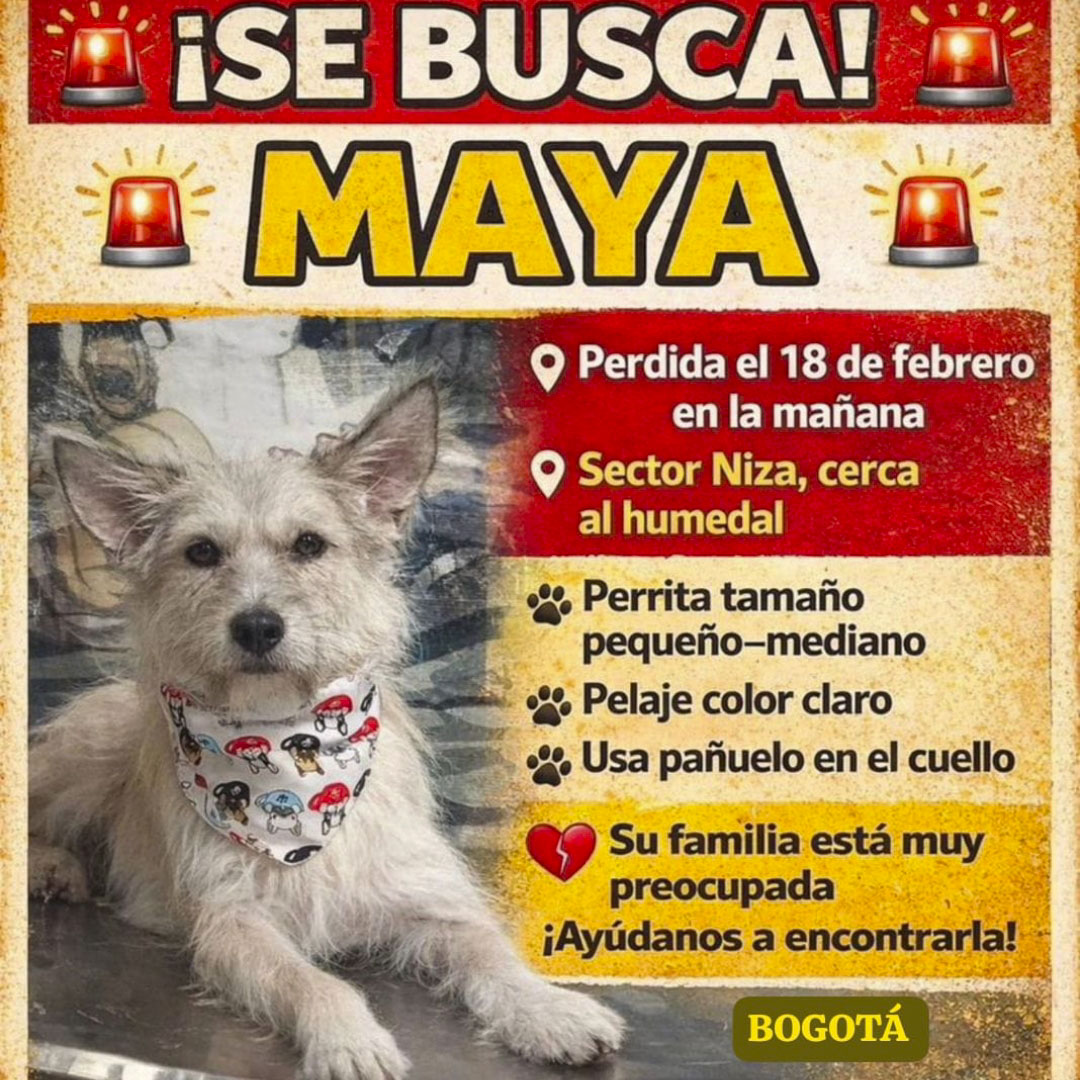 Perro Maya