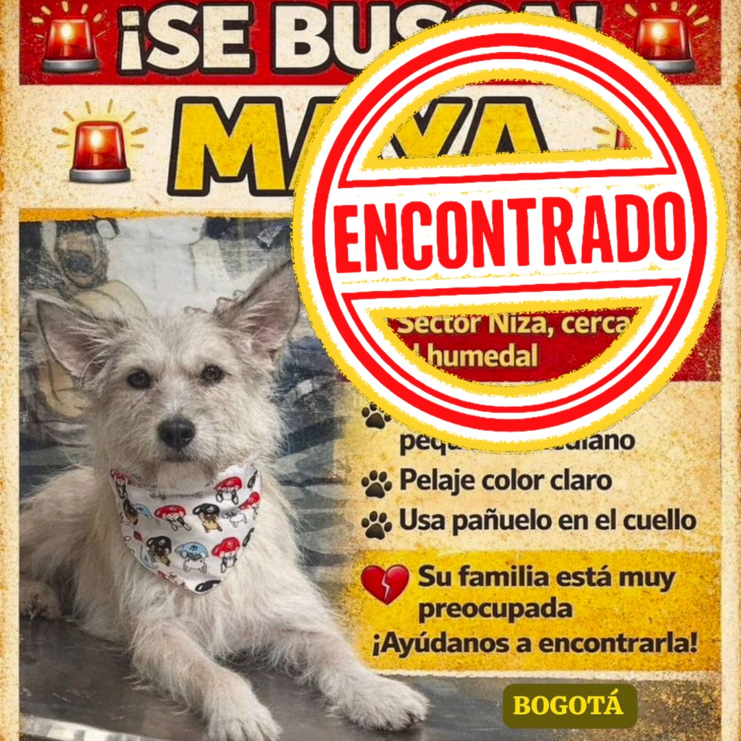 Perro Maya
