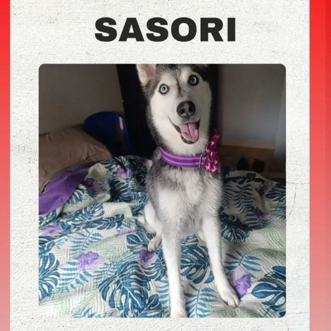 Perro Sasori