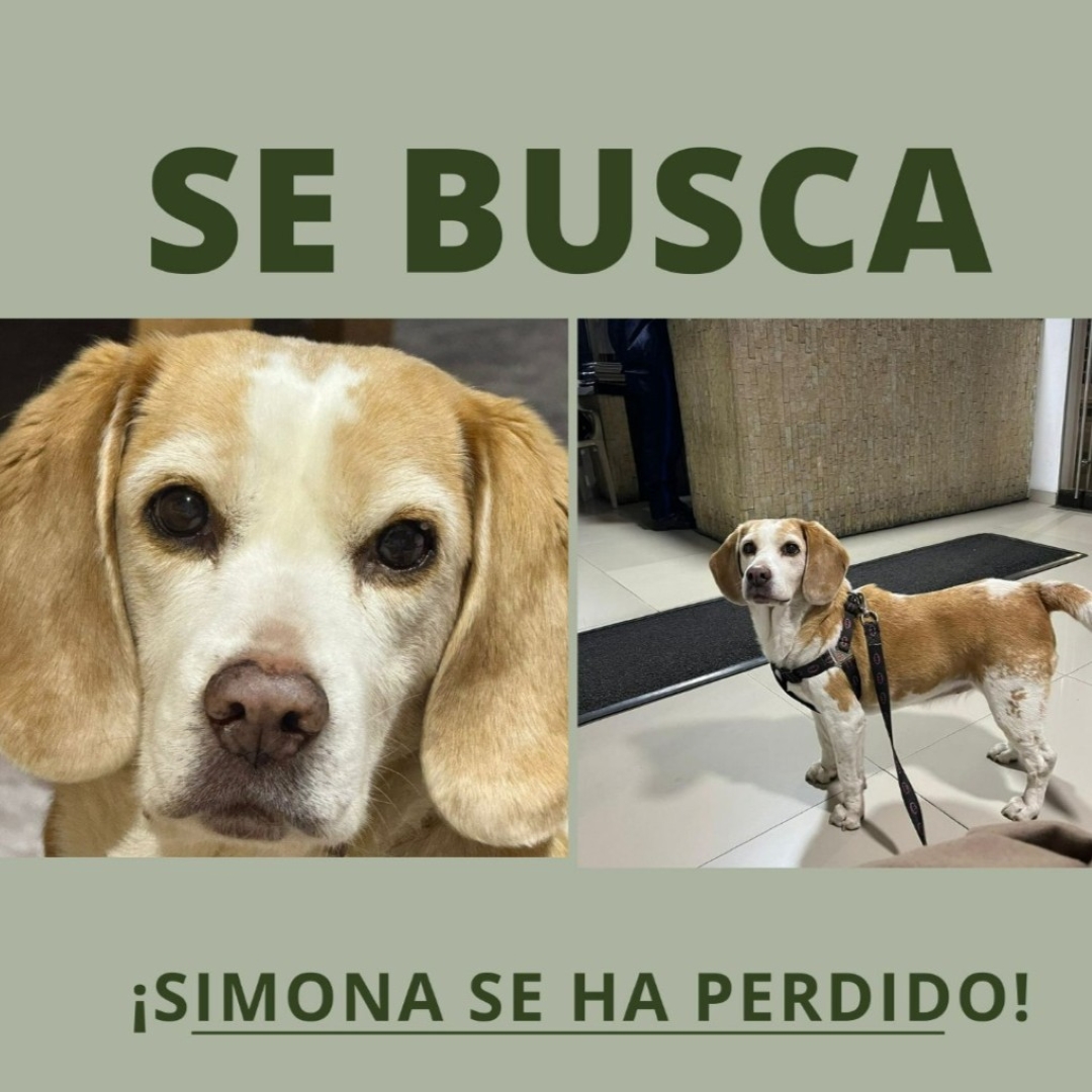 Perro Simona
