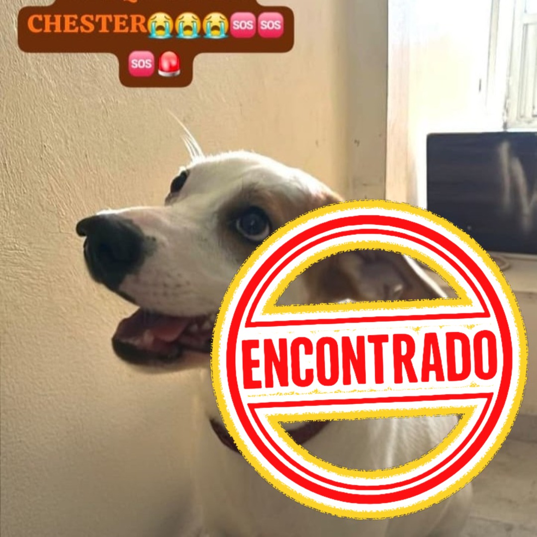 Perro Chester