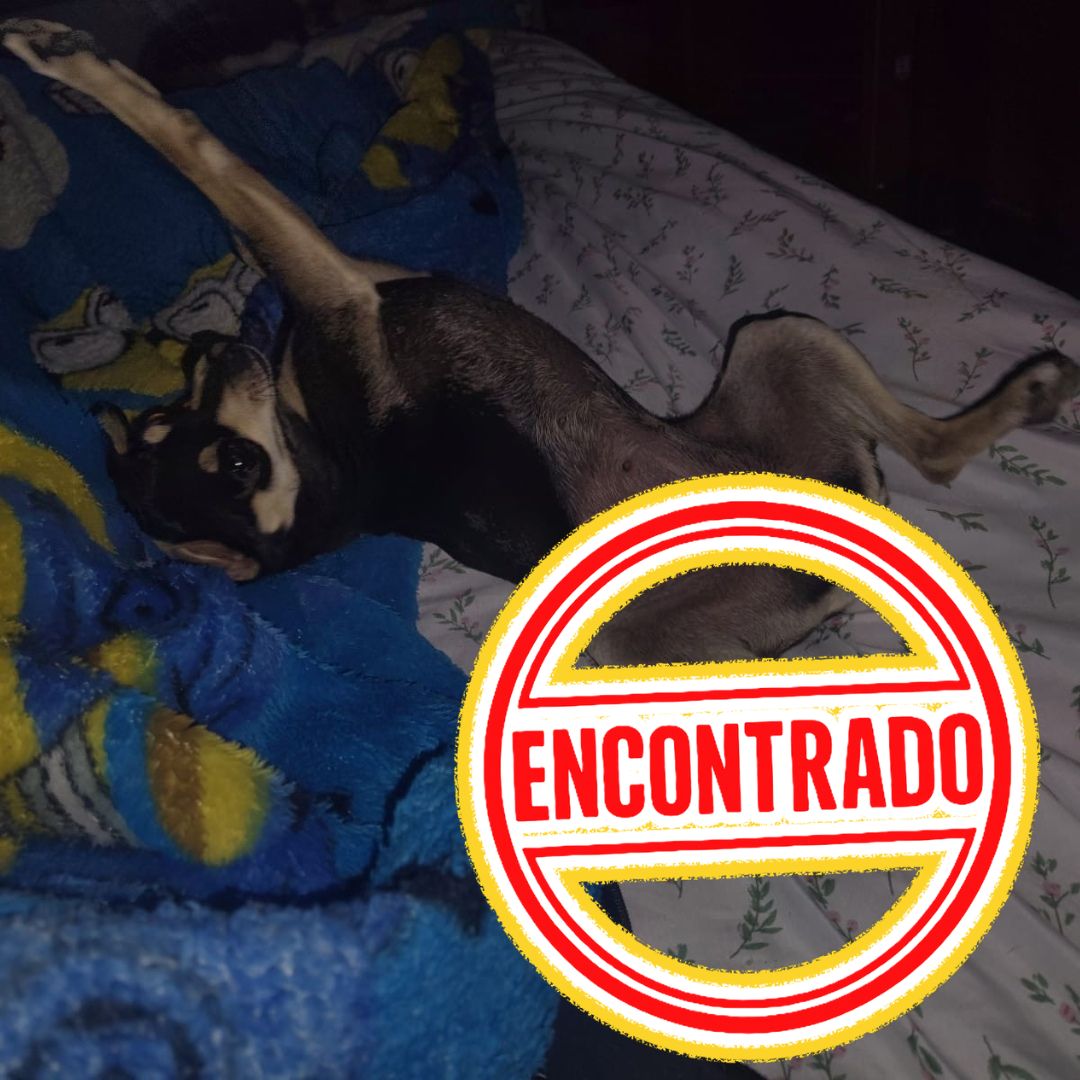 Perro Luna