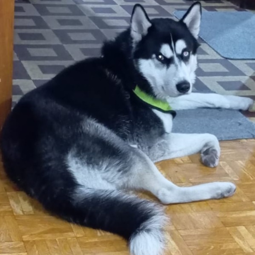 PERRO HUSKY