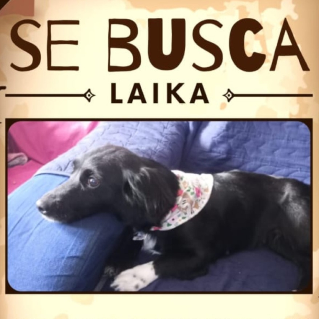 Perro Laika