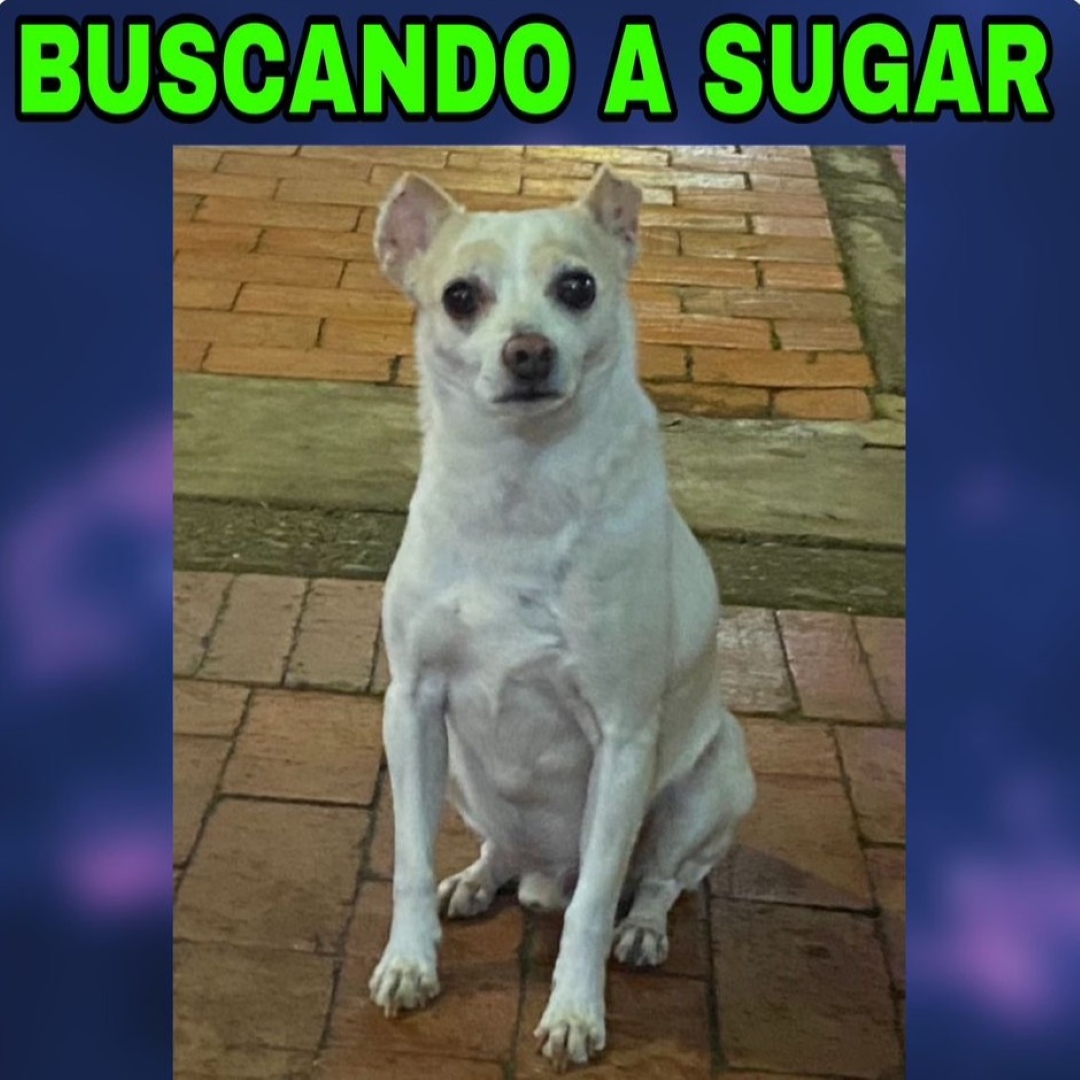 Perro Sugar