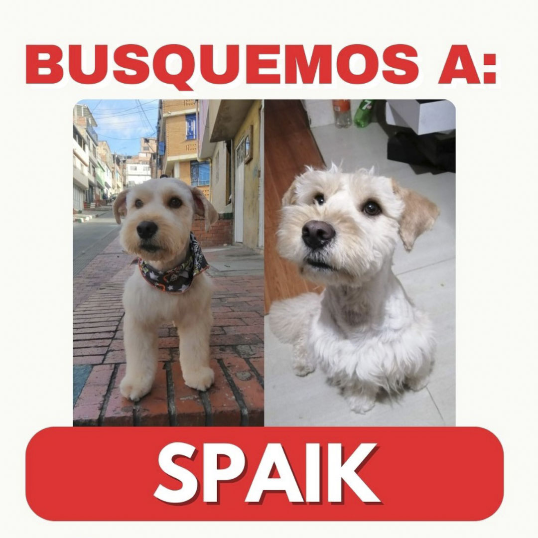 Perro Spaik