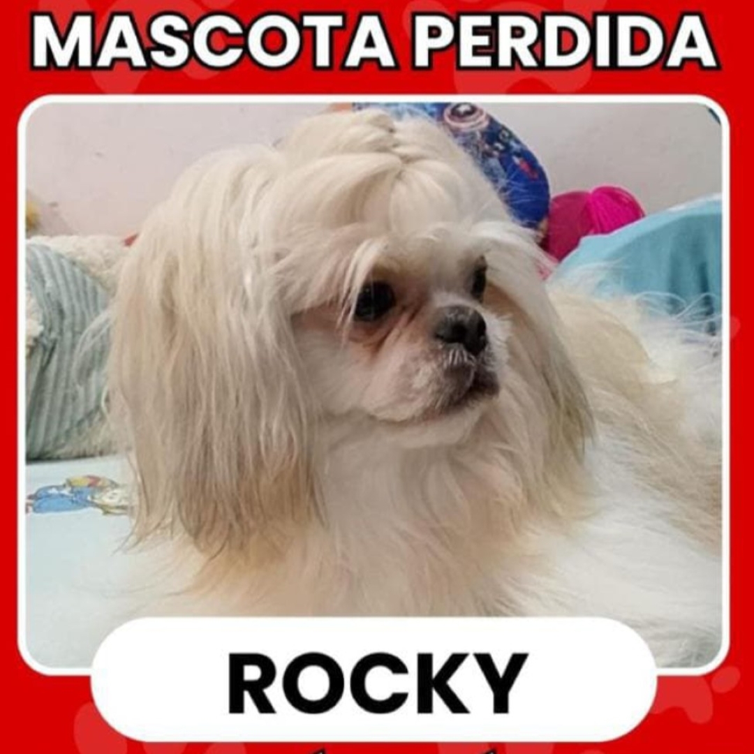 Perro Rocky