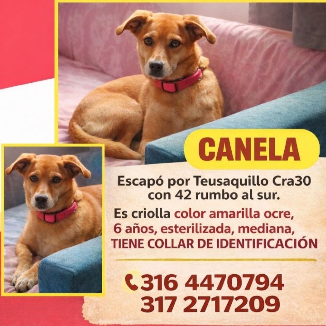 Perro Canela