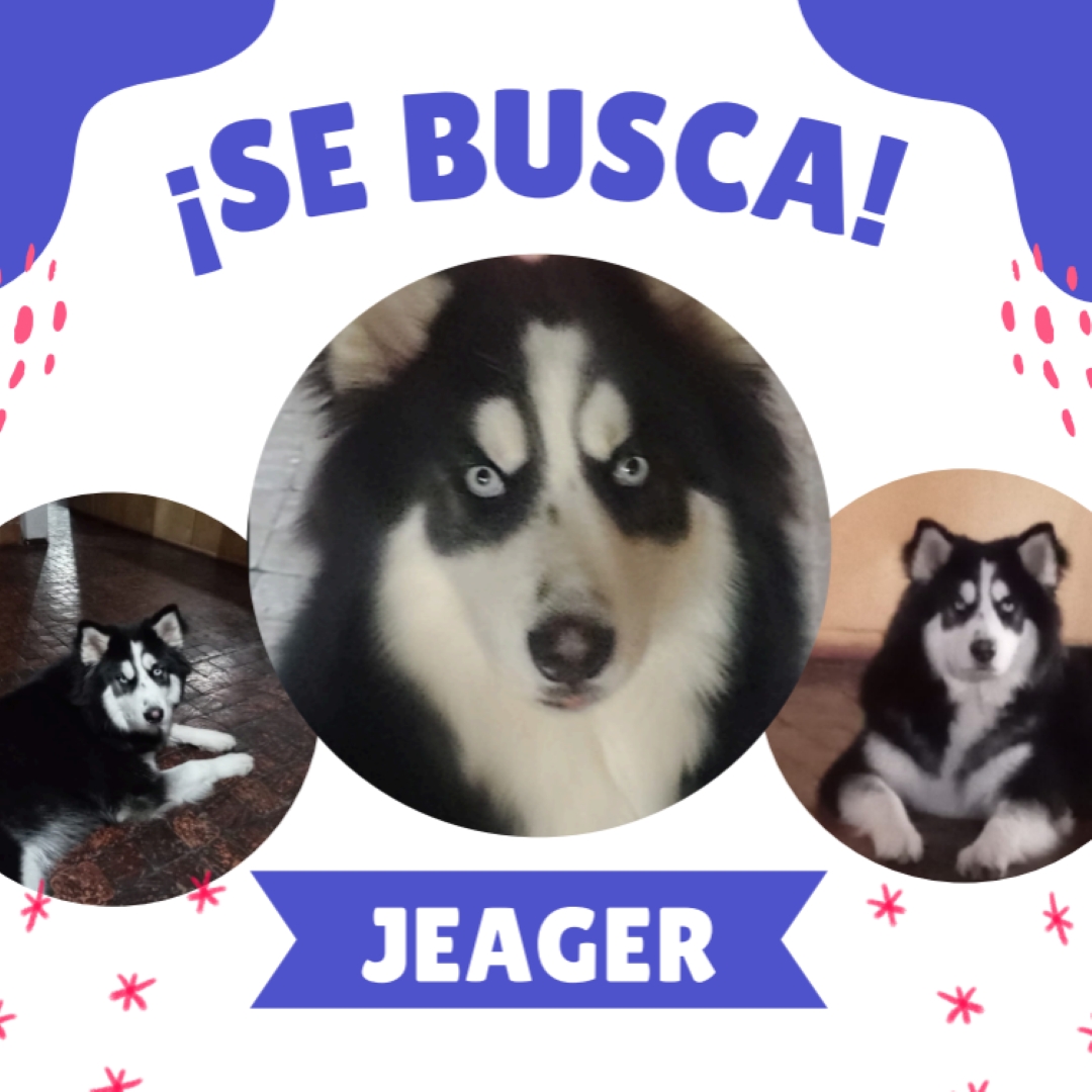 Perro jEAGGER