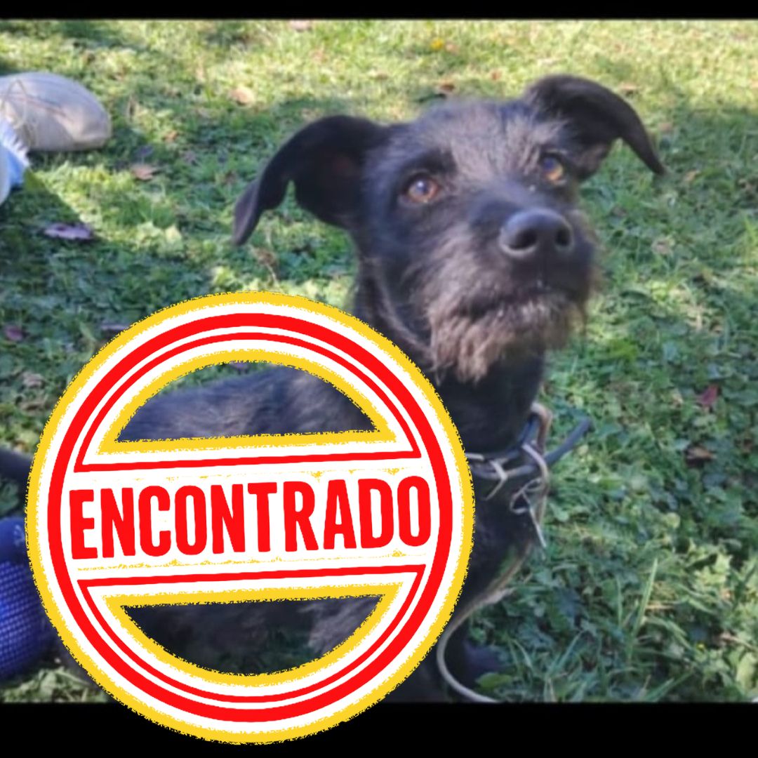 Perro Barbas