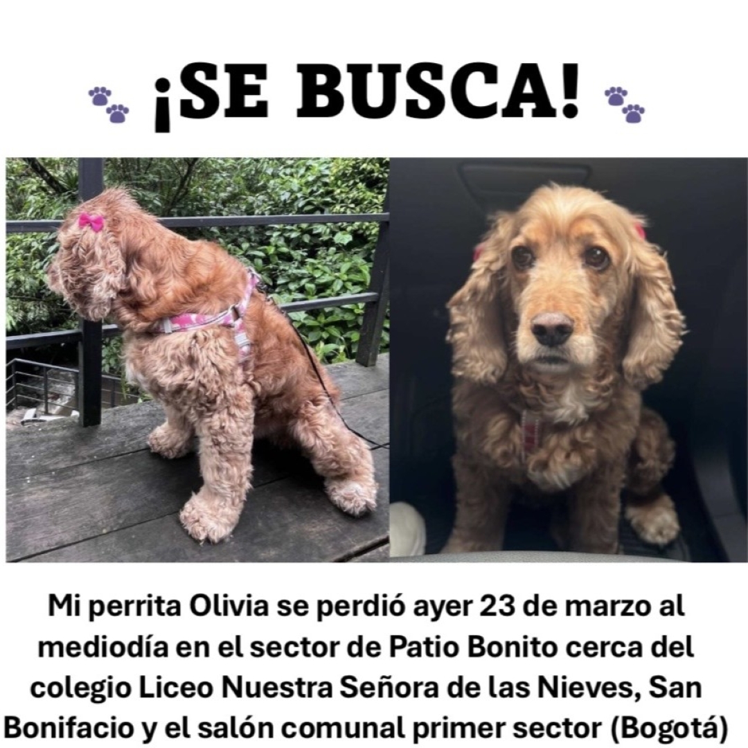 Perro Olivia