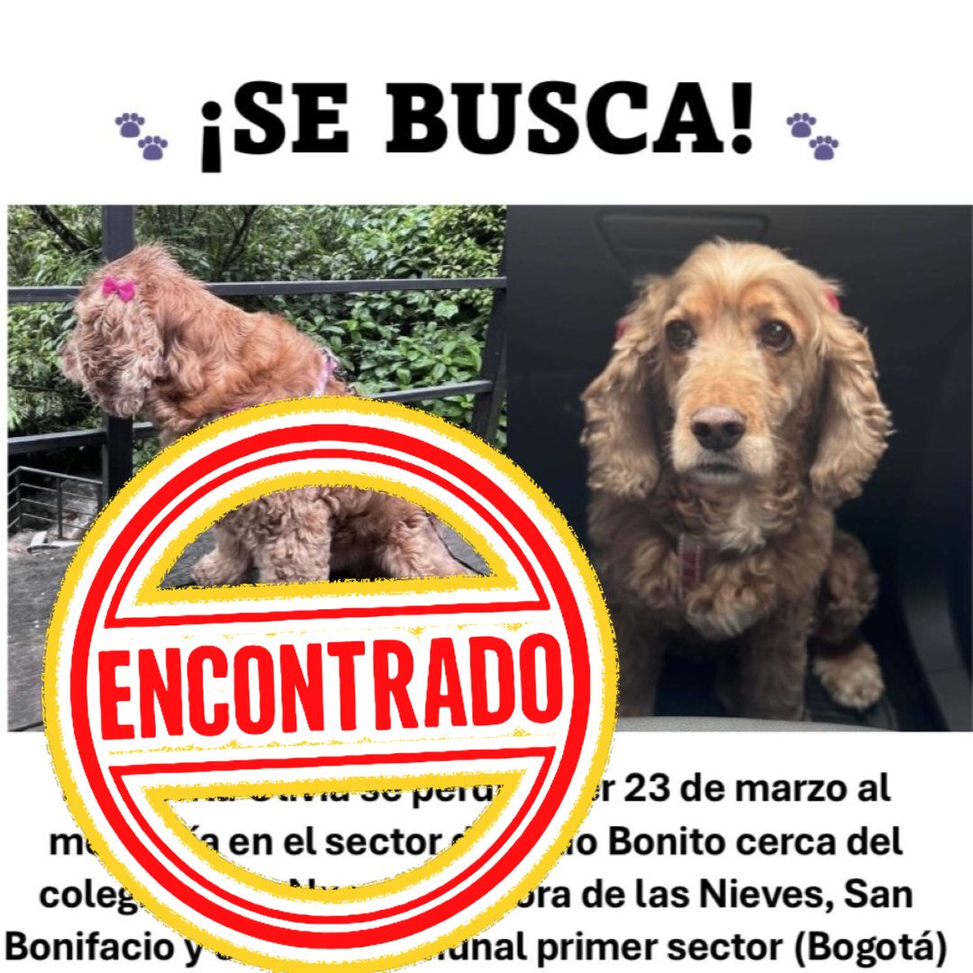 Perro Olivia
