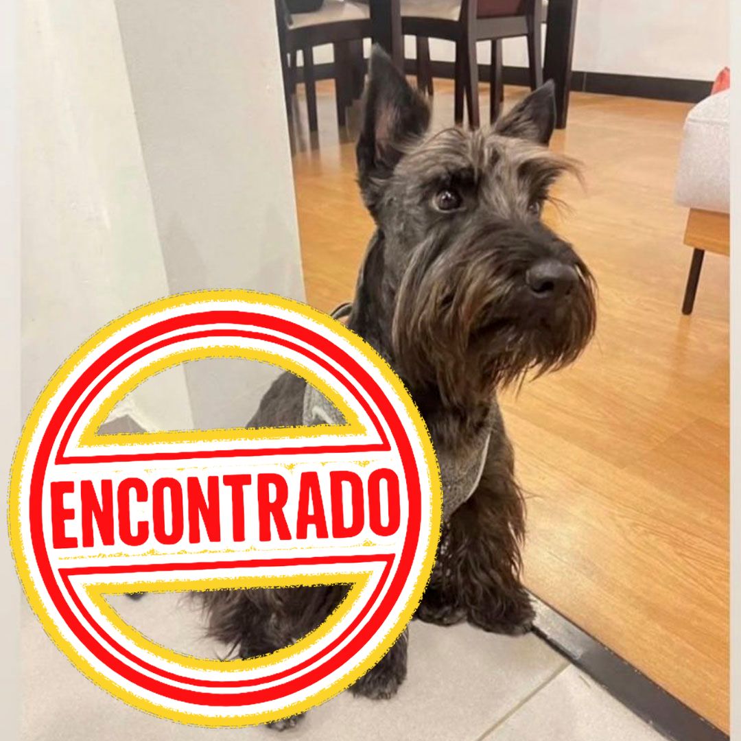 Perro Chase