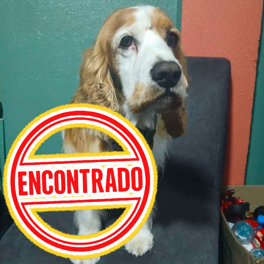 Perro COCKER