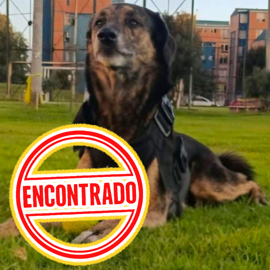 Perro MAX
