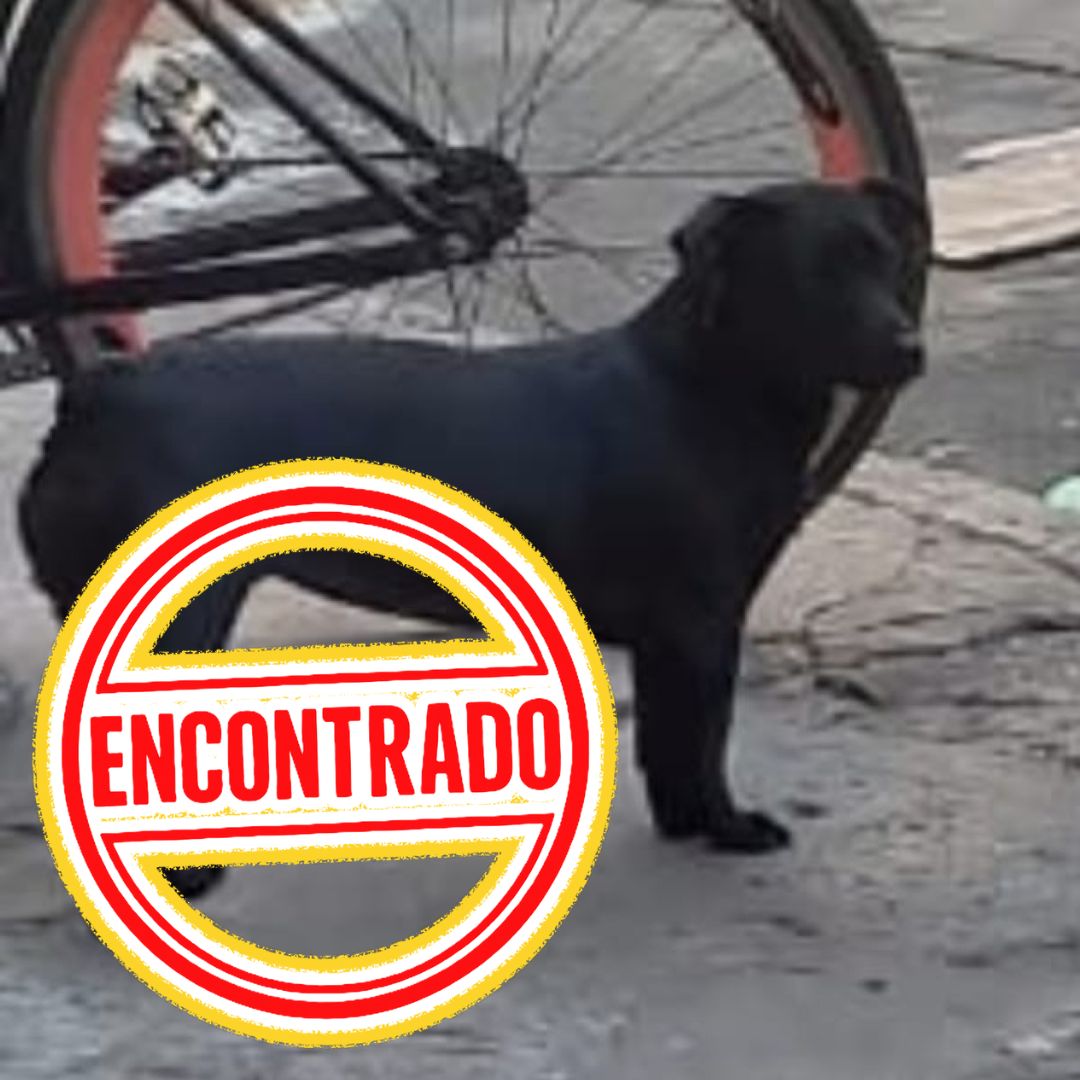 Perro Negra