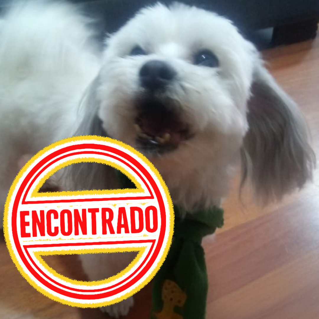 Perro Jack