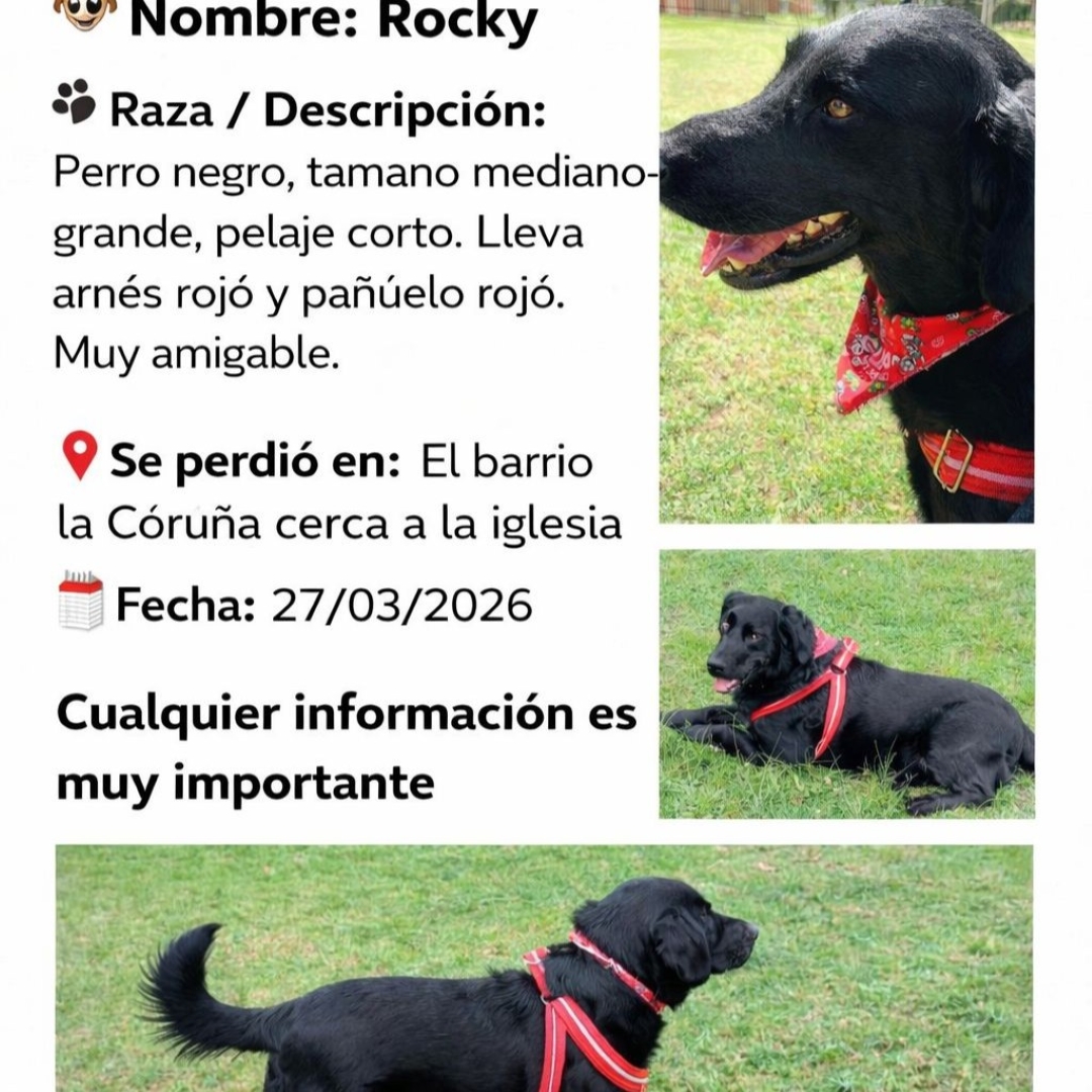 Perro Rocky