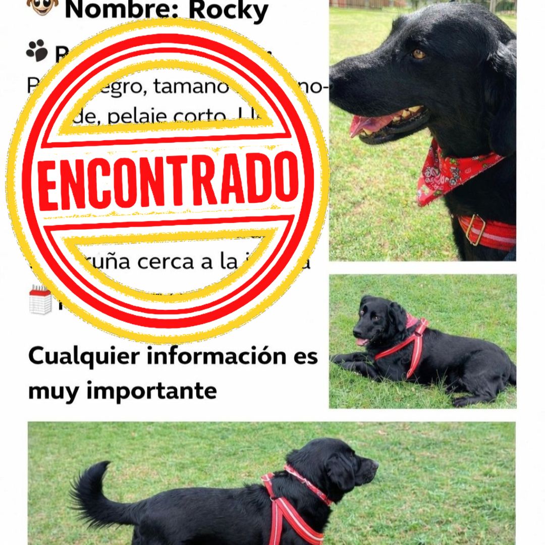 Perro Rocky