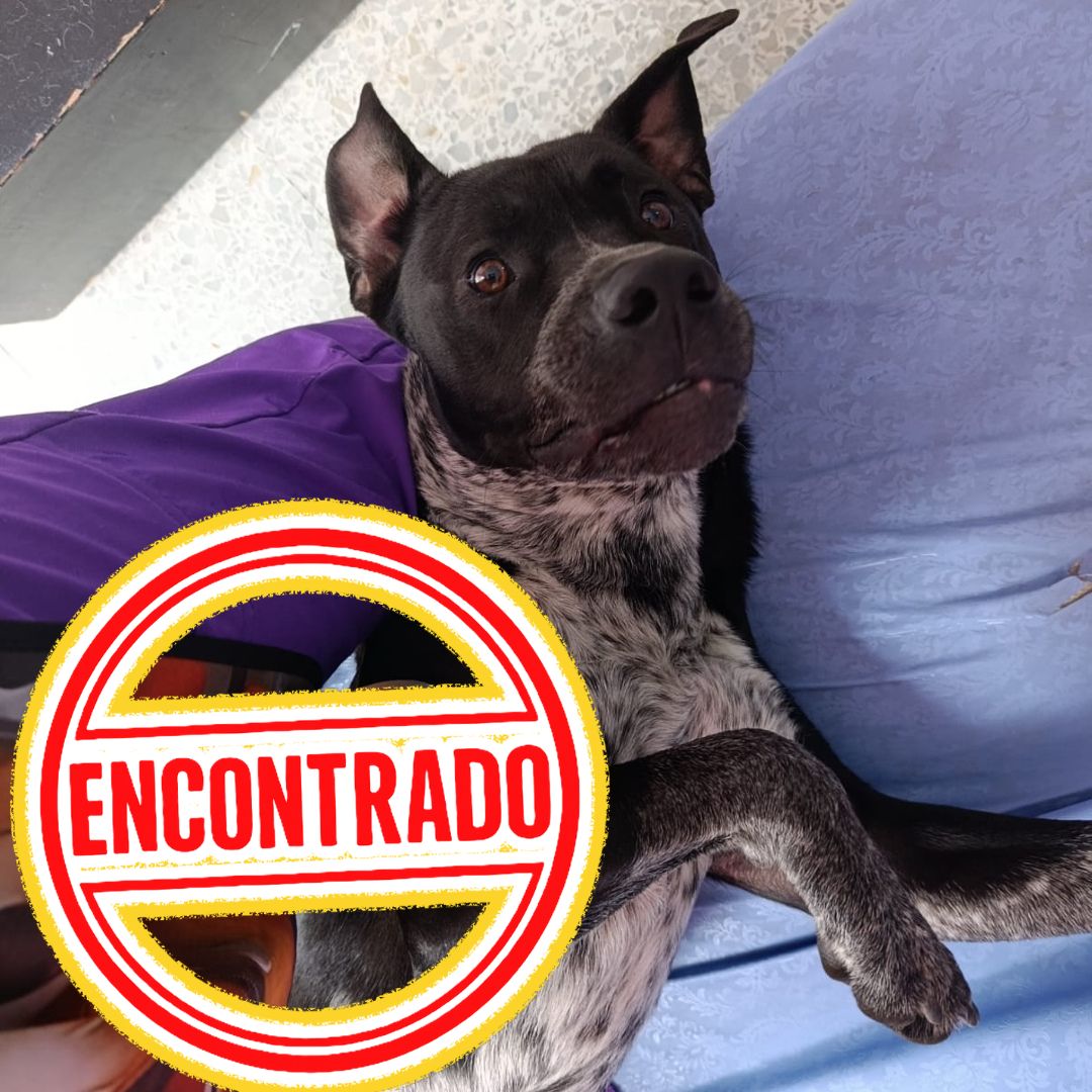 Perro Bruno